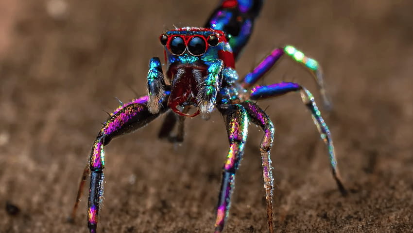 Fotógrafo aficionado captura la araña 'más colorida' del mundo, arañas coloridas fondo de pantalla