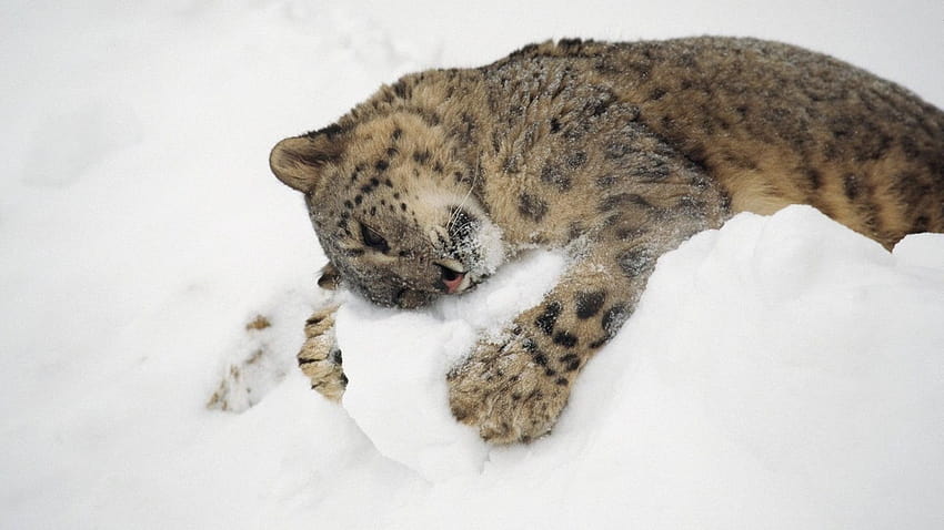 Mountain lion, animals, snow, hugging, snow leopards, snow leopards affection HD wallpaper