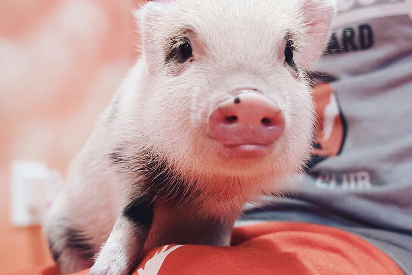 Teacup pigs are popular on YouTube and Instagram once again but [1200x800] for your , Mobile & Tablet, tiny pigs HD wallpaper