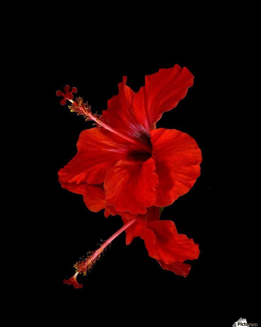 Primo piano di un fiore di ibisco rosso su nero; Maui, di ibisco Sfondo del telefono HD
