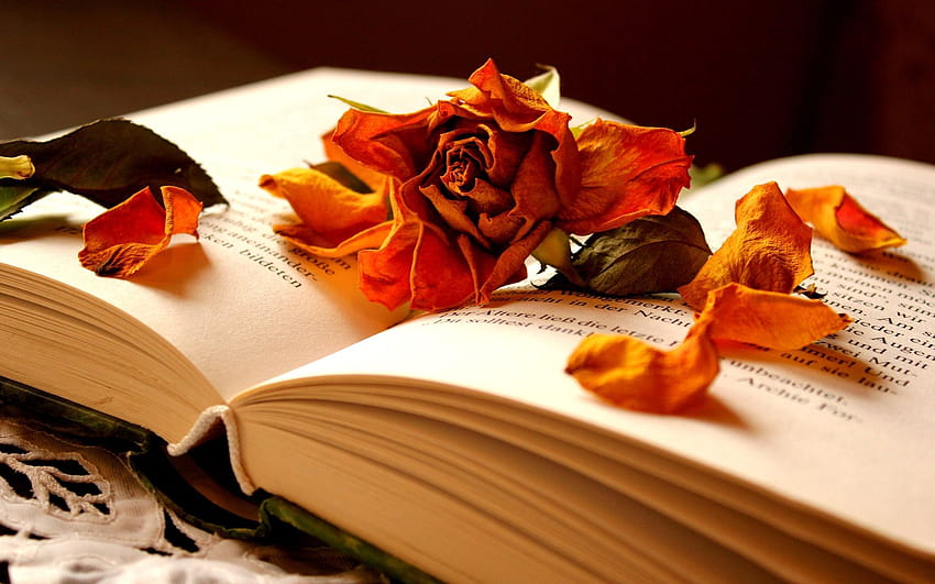 1920x1200 book, flower, rose, dry, petals, rose in book HD wallpaper