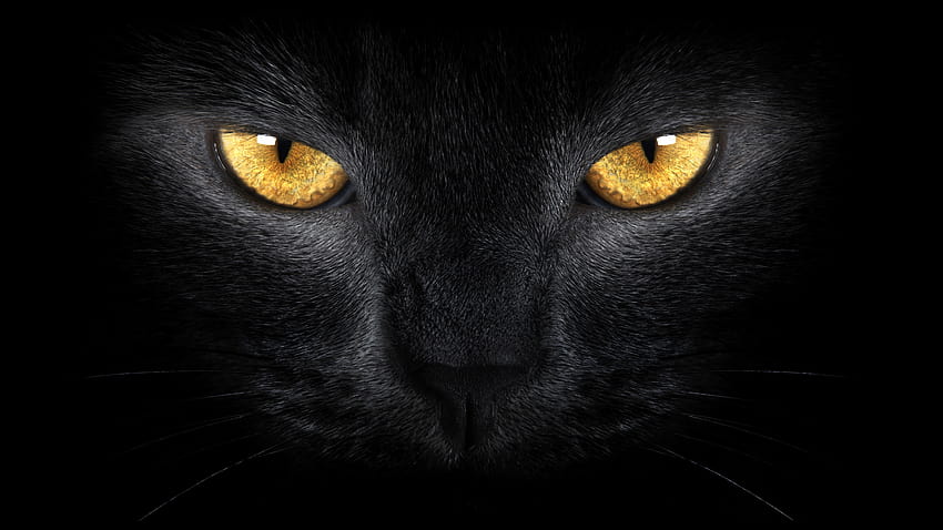 Katzenaugen, Auge schwarz HD-Hintergrundbild