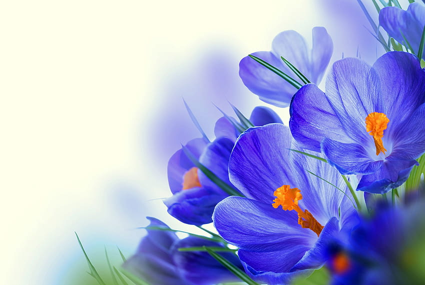 Blue Flowers Crocuses Closeup, blue crocus flowers HD wallpaper