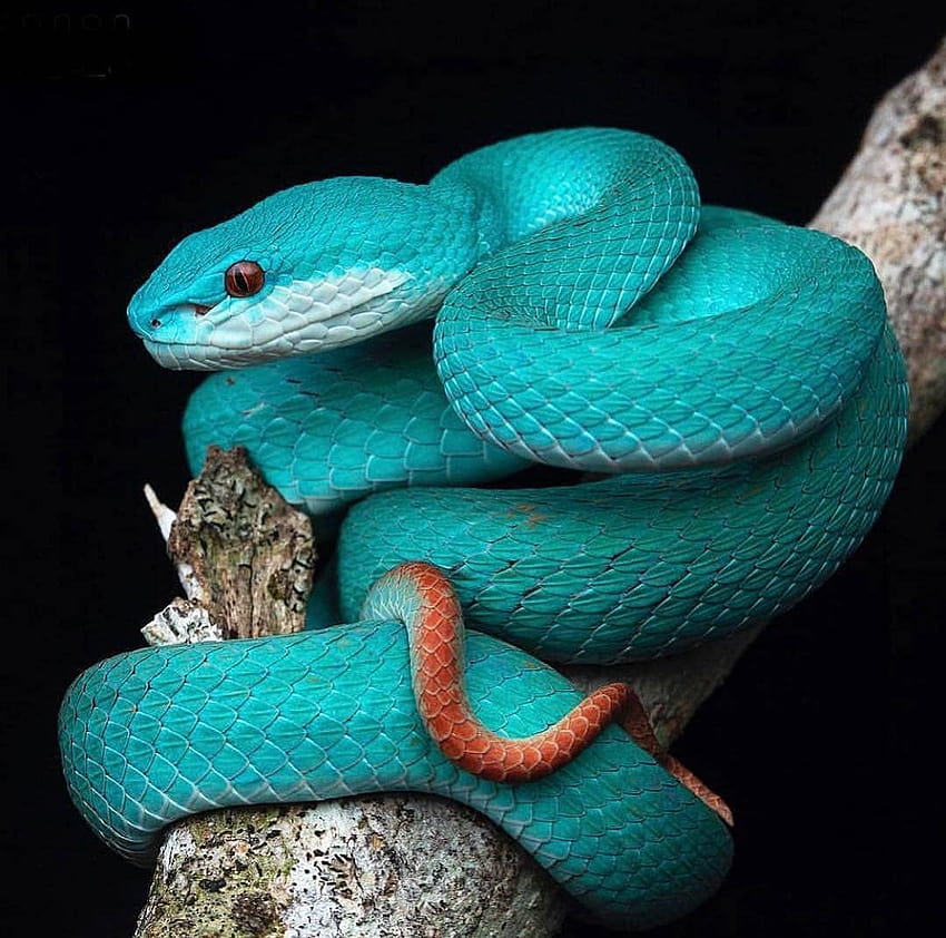 ANIMALS ON LAND en Instagram: “Lesser Sunda Pit Viper por: @frankcanon_ _in . . . ., víbora azul fondo de pantalla