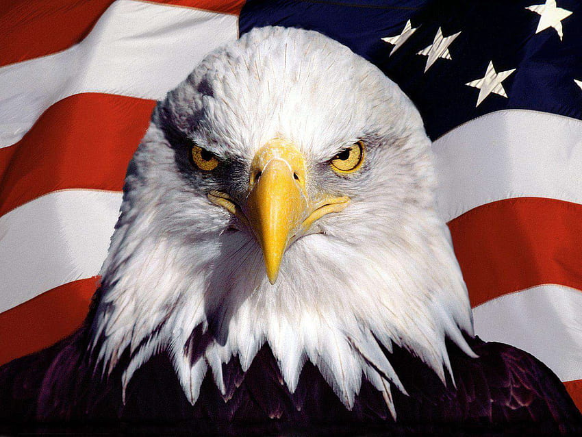 National American Eagle Day , usa eagle HD wallpaper | Pxfuel