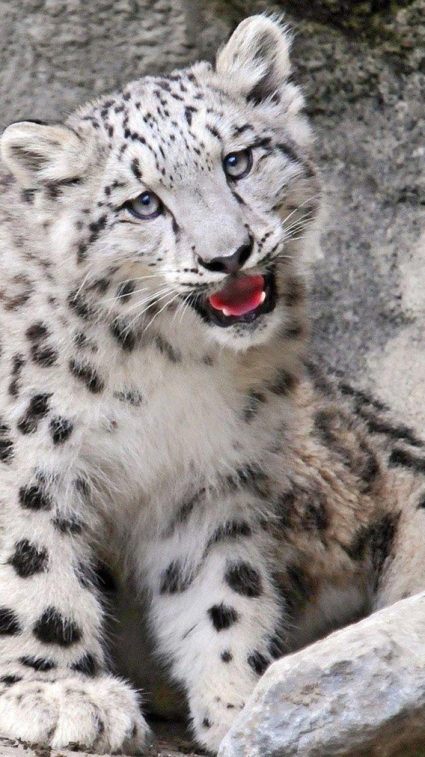 750x1334 Bébé, once, bouche, rochers, neige, bébé léopard des neiges Fond d'écran de téléphone HD