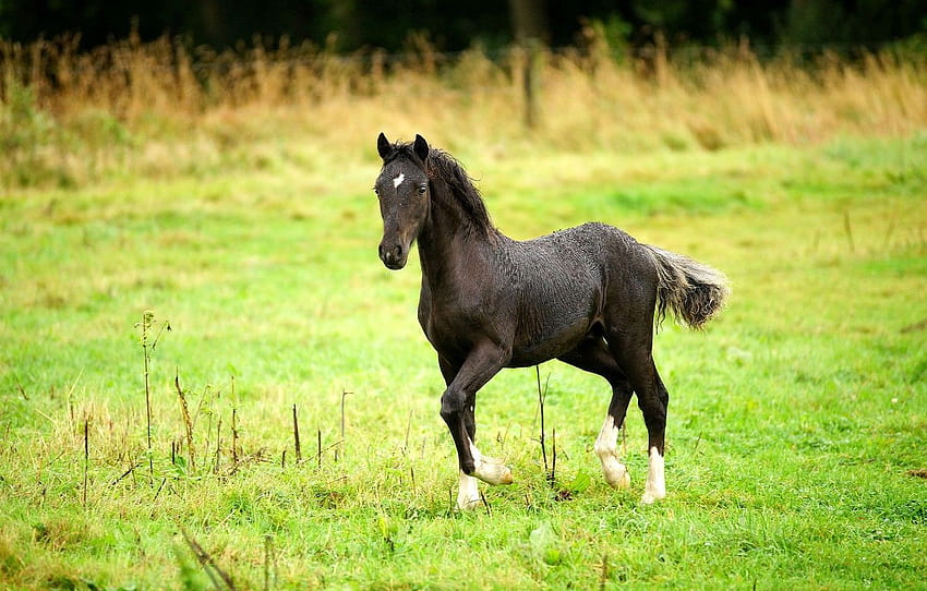 Field, summer, grass, horse, lawn, black, horse, meadow, running, walk ...