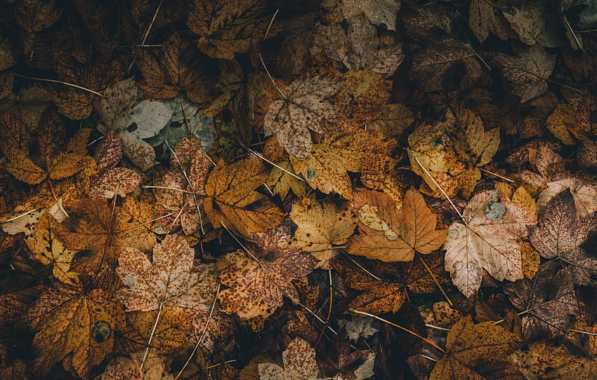 自然, 枯れた, 秋, 葉, ぼかし, 枯れ葉 高画質の壁紙