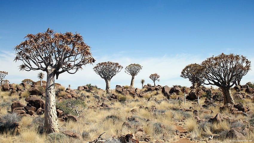 Quiver Tree Forest, quiver trees HD wallpaper