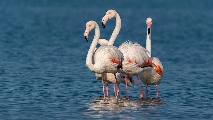 Фламинго Етикет: Фламинго малки птици. Животни, птица фламинго HD тапет