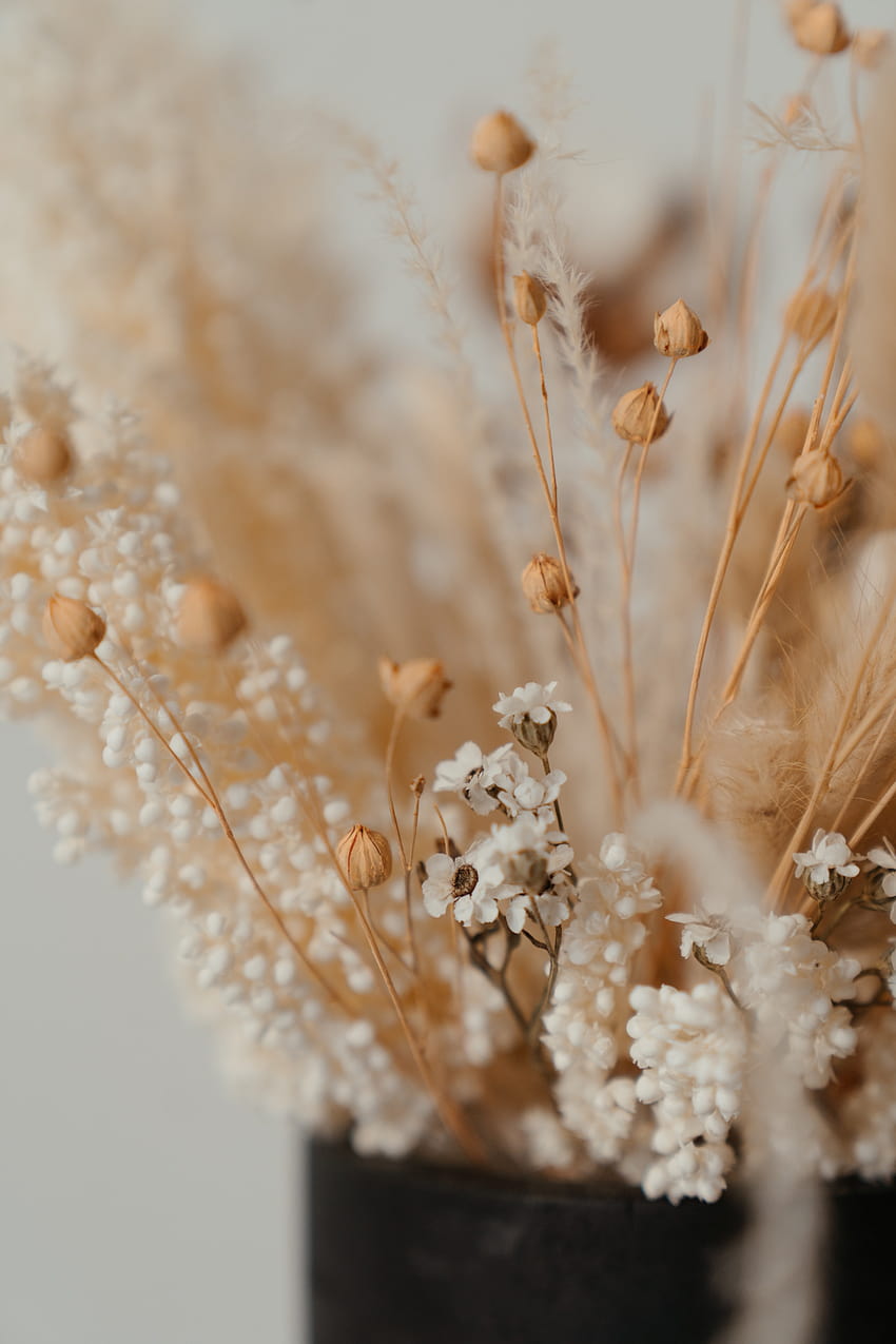 Best Dried Flowers ·, dry flower HD phone wallpaper