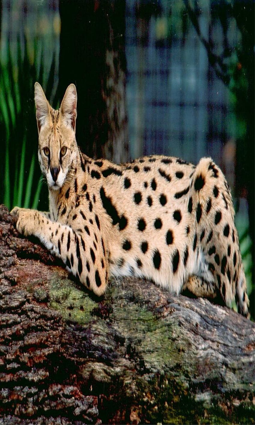 Savannah cat for Android HD phone wallpaper | Pxfuel