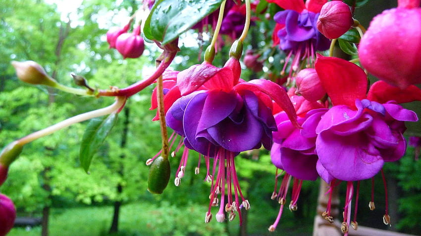 Flowers: Purple Pink Fuchsia Small Flowers Colors Nature Trees, fuchsia flower background HD wallpaper