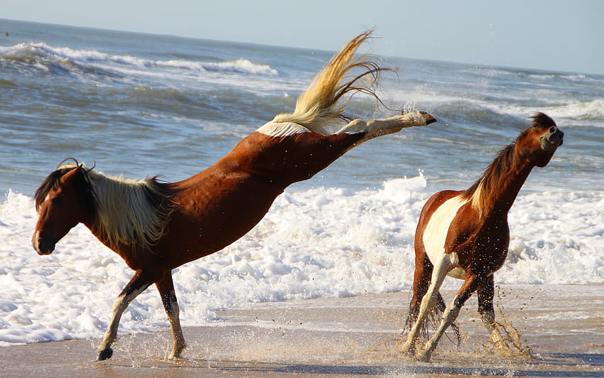 4 Assateaque horses beach ponys kicks pinto 821 :: 야생 핀토 말 HD 월페이퍼