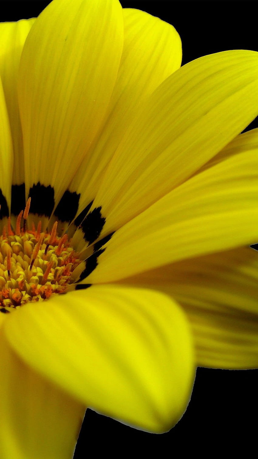 Yellow Flowers iPhone 6 Plus 14146, iphone yellow flower HD phone