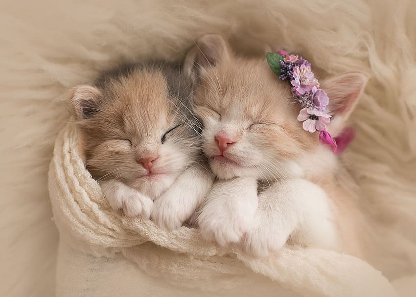 сладки котенца с лента за глава с розови цветя HD тапет