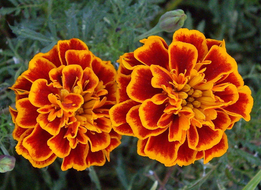 AF6516 French Marigold Tea Garden Wallpaper