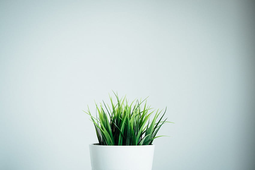 Minimal, small plant HD wallpaper