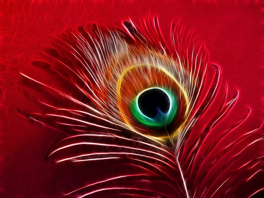 Peacock Feather, red peacock HD wallpaper | Pxfuel