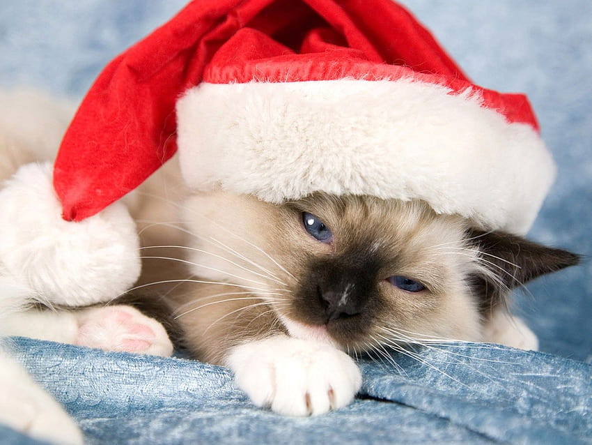 Santa, Claus, Kitty, Cat , Kittens, Puffy Cats, Animal Love, Baby, Cat , Cat For Mac, Windows Wallpape, kittens baby HD wallpaper