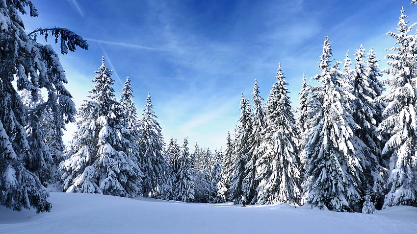 3840x2160 sunny day, winter, pine trees, nature, u 16:9, , 3840x2160 , background, 16459, sunny winter trees HD wallpaper