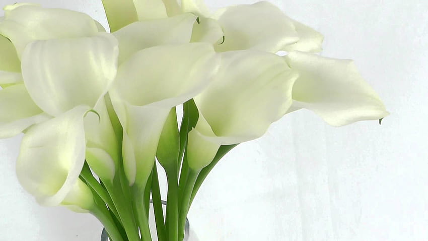 Calla-Lilie, weiße Callas HD-Hintergrundbild