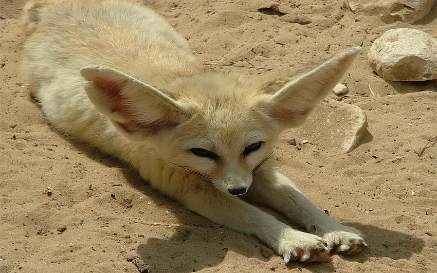 Fennec Fox HD wallpaper