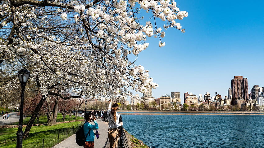 New York City Central Park Close Up, printemps new york city Fond d'écran HD