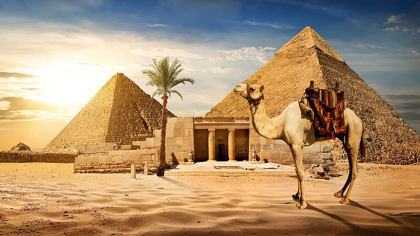 Кайро, пирамида, камила, пясък, палмово дърво, слънце, Египет 3840x2160 U HD тапет
