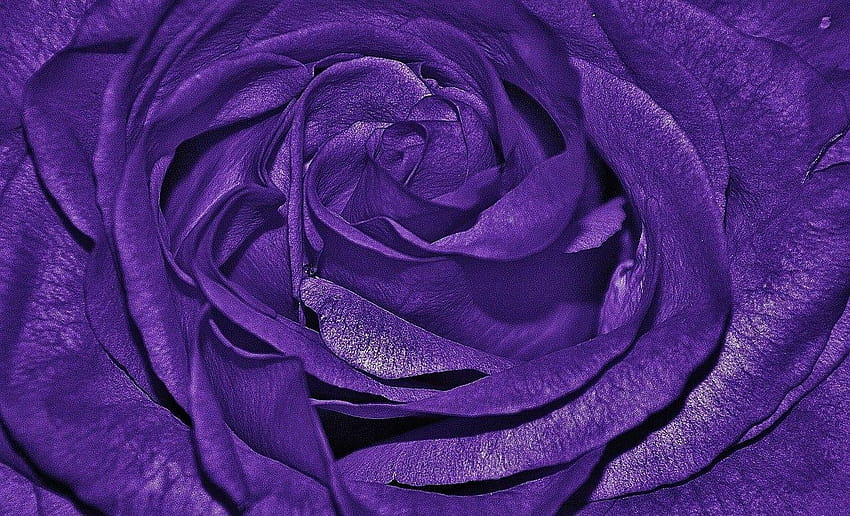 Flower Queen Color Purple Roses Rose ~ Kwiat, fioletowy kolor róży Tapeta HD