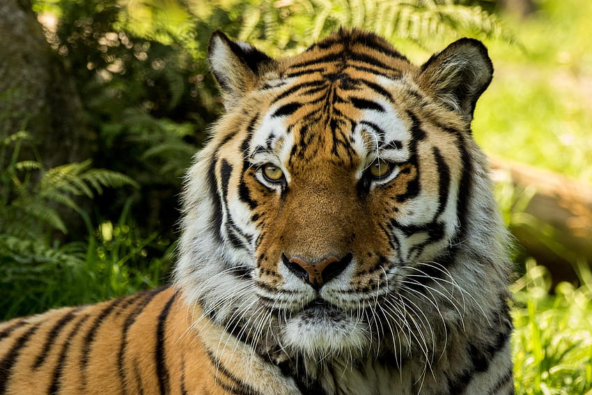 Siberian Tiger, Female, Zoo, Big cat, , Animals HD wallpaper