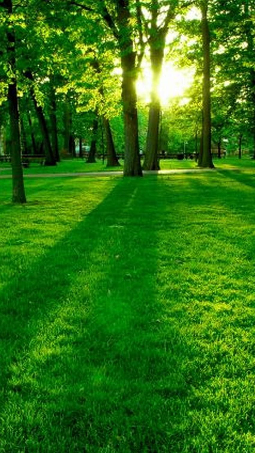 Nature Green dla Androida ...pinterest, zielony park dla Androida Tapeta na telefon HD