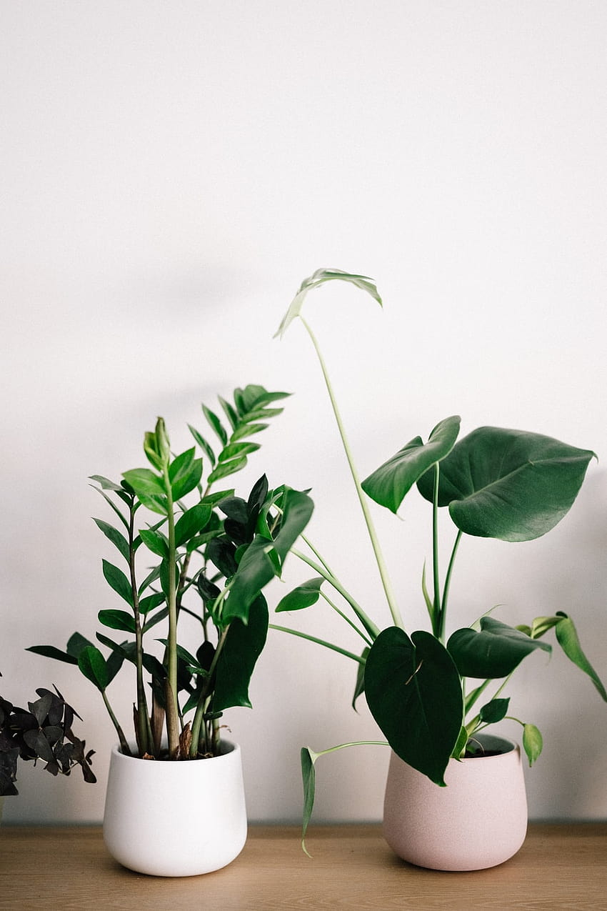Topfpflanze, kleine Pflanze HD-Handy-Hintergrundbild