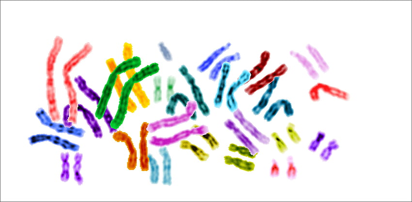 フィデス、染色体 高画質の壁紙