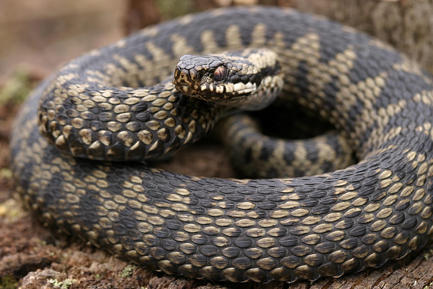 Where are adders in the UK and can the snake's bite kill you? HD wallpaper
