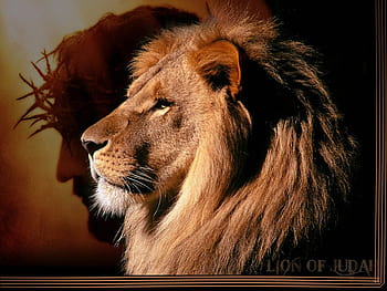 Lion of Judah bible christian HD phone wallpaper  Peakpx