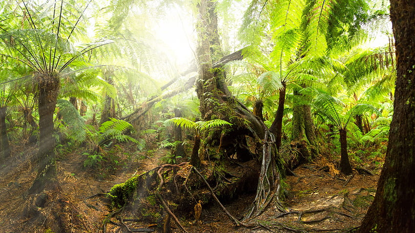 Дъждовна гора, публикувана от Мишел Симпсън, ултра пътека за тропическа гора HD тапет