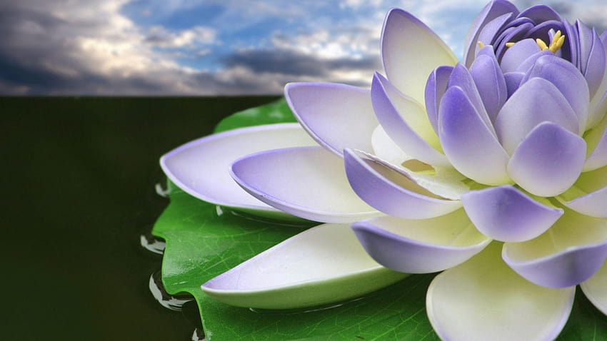 Fleur de Lotus pourpre, fleur de Fond d'écran HD