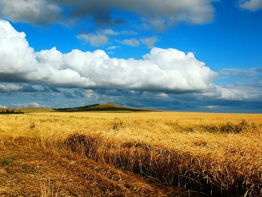 4000x3000 bidang, gandum, musim gugur, pembersihan, kazakhstan Wallpaper HD