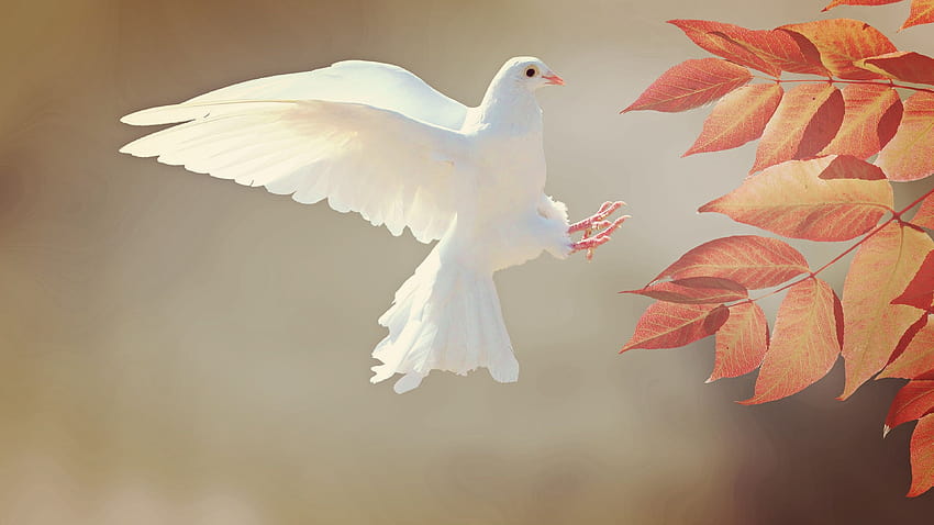 oiseau Pigeons Feuillage Blanc Automne Vol animal 3840x2160, oiseau pigeon Fond d'écran HD