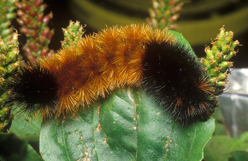 Can This Caterpillar Predict Winter Weather? Probably Not Very Well, woolly bear caterpillar HD wallpaper