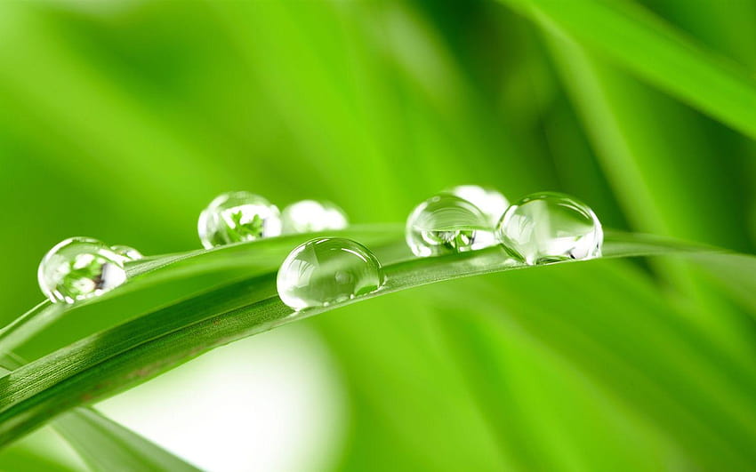 Morning dew on the fresh green leaves, morning dew on leaves HD wallpaper