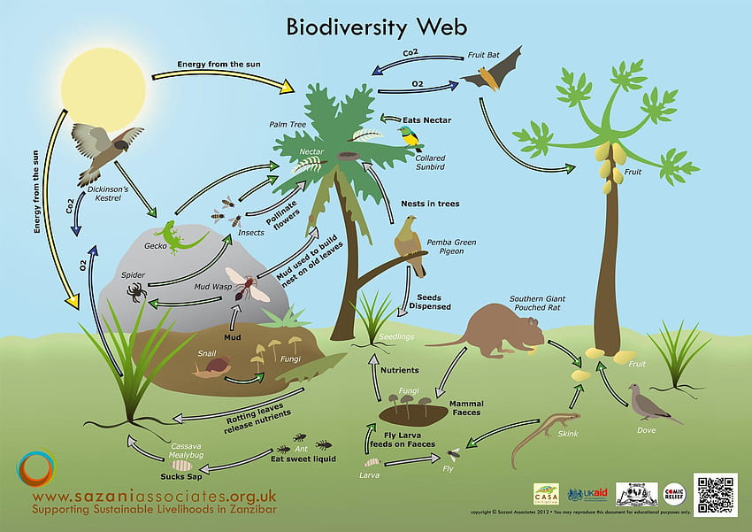 O que é biodiversidade, diversidade biológica papel de parede HD