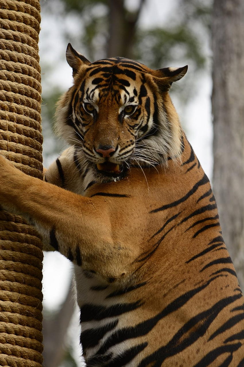 50 Tiger Face [], Tigerporträt HD-Handy-Hintergrundbild