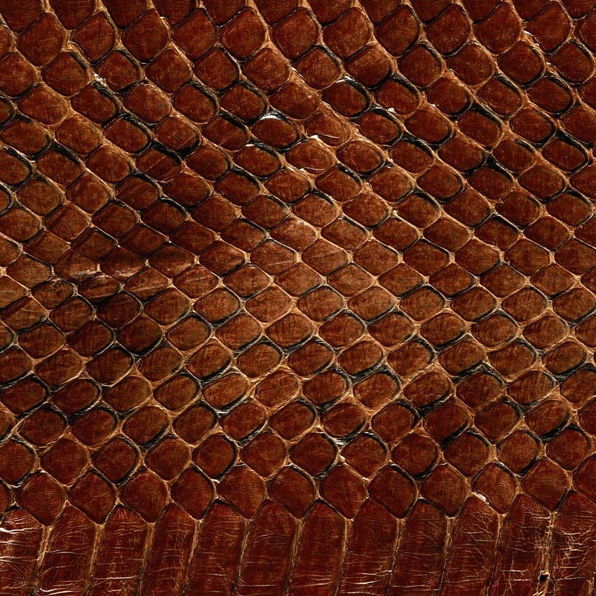 1024x1024 Texture, Leather, Snake, Scales, snake skin HD phone wallpaper