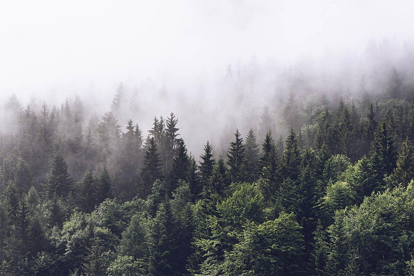 мъглива гора стенопис мъгливо сива планина тъмно зелено, гора високи дървета мъгла HD тапет