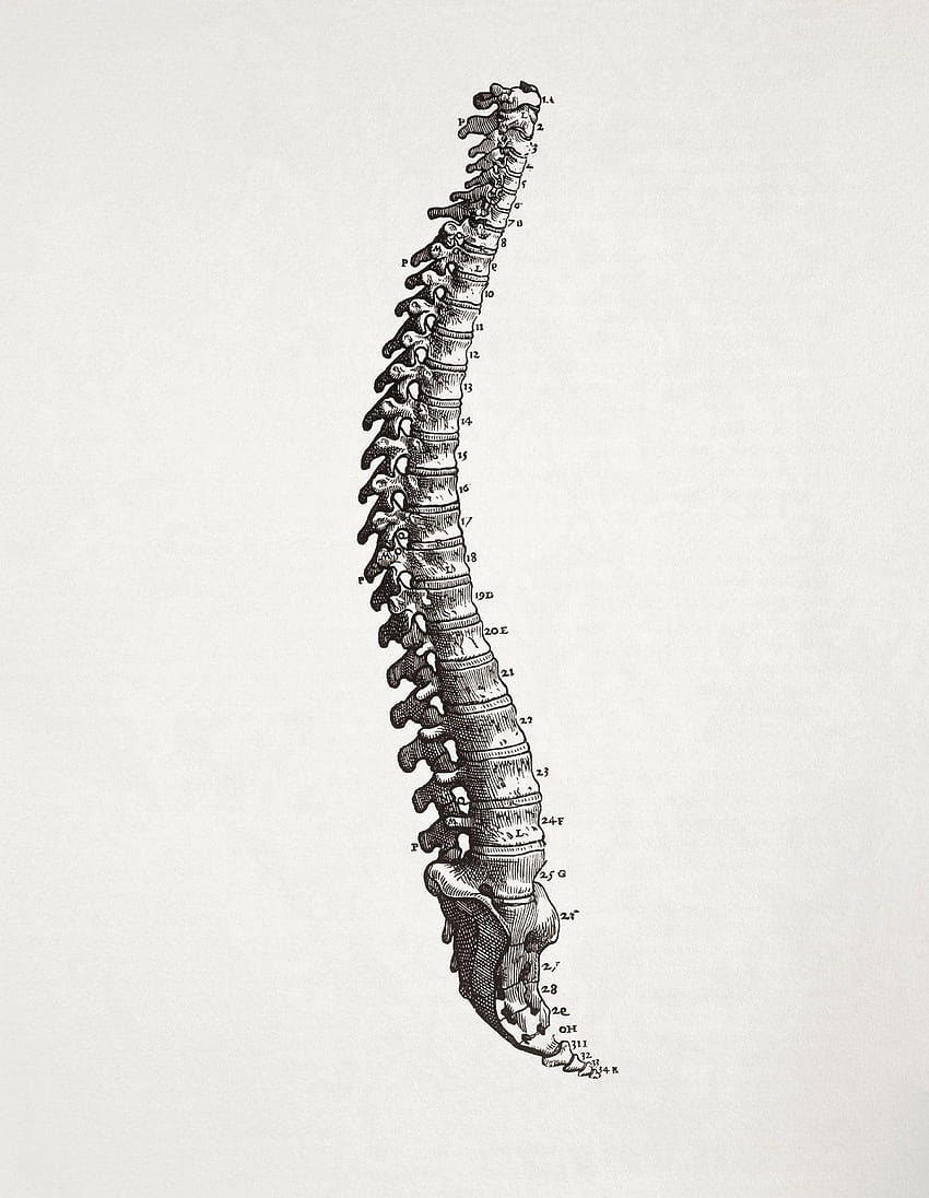 股関節のベスト 5 椎骨、人体解剖学 HD電話の壁紙