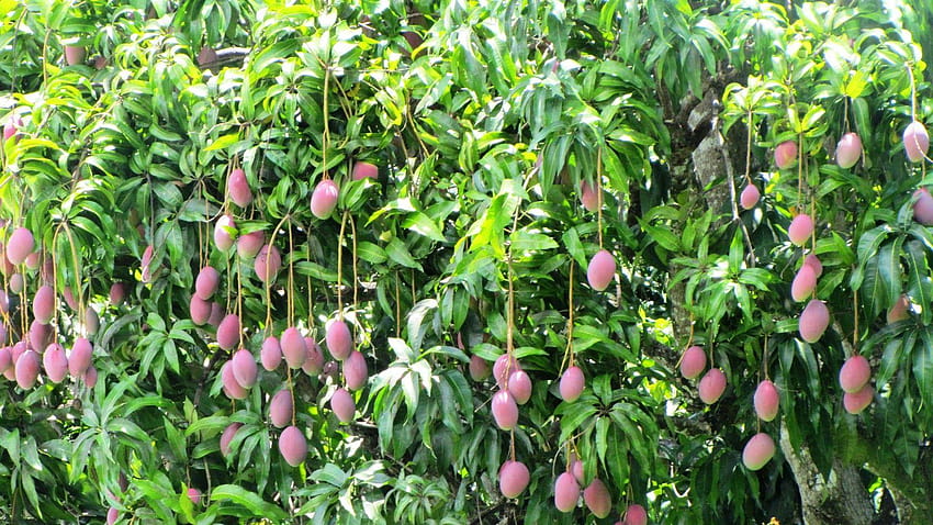Dari Pohon Mangga, pohon mangga alfanso penuh Wallpaper HD