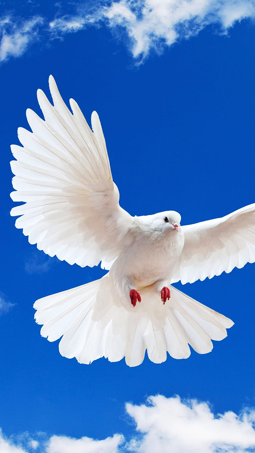 흰 비둘기 HD 전화 배경 화면