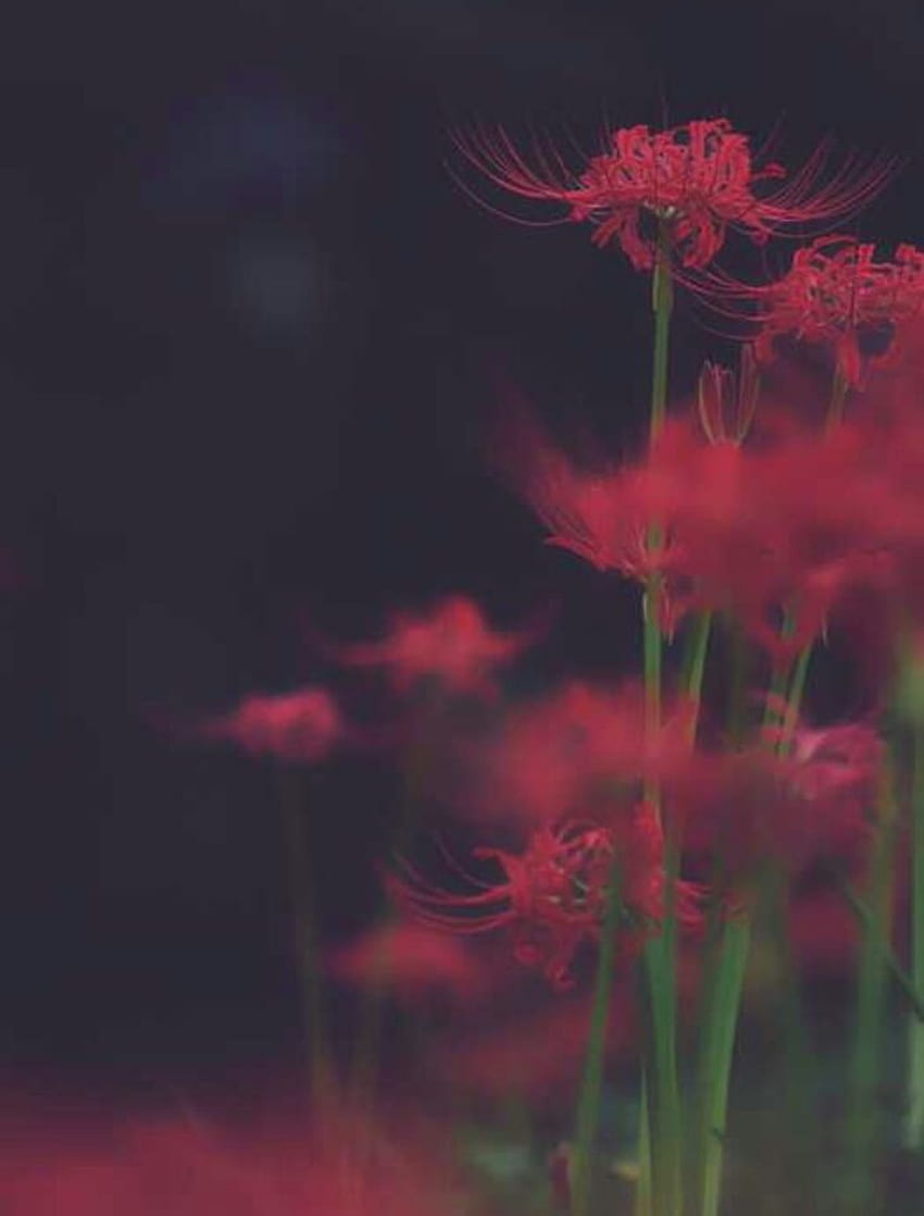2 Anime Red Spider Lily, lycoris radiata HD wallpaper | Pxfuel
